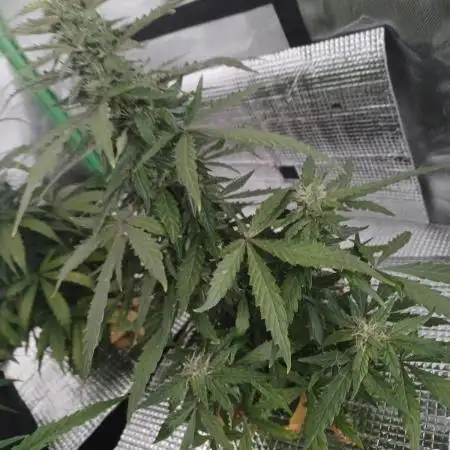 CBD 20:1 Auto