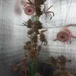Sour Diesel Auto I
