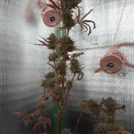 Sour Diesel Auto I