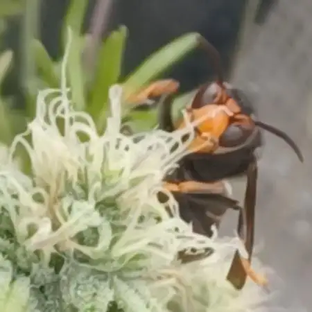 Original Sour Diesel Auto