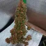CBD 20:1 Auto I & II