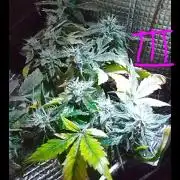 Mendo Breath Feminized 4/20 pcs