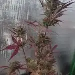 Original Sour Diesel Auto
