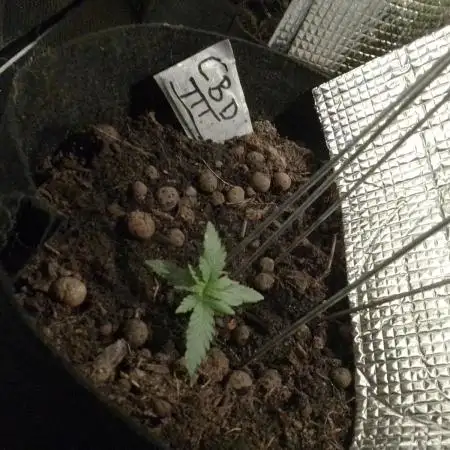 CBD 20:1 Auto III