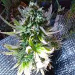 💚 Sour Jealousy Auto II & III