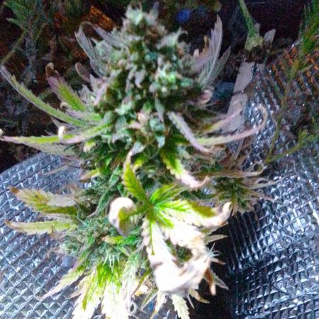 💚 Sour Jealousy Auto II & III