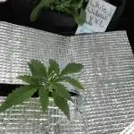 White Widow XXL Auto I