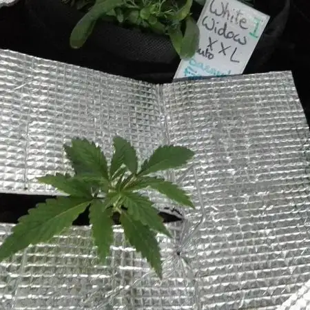 White Widow XXL Auto I