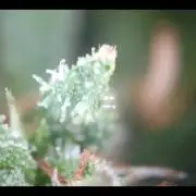 White Widow XXL Auto I