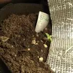 Biscotti Feminized