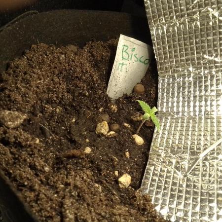 Biscotti Feminized