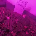 Sour Jealousy Auto x2