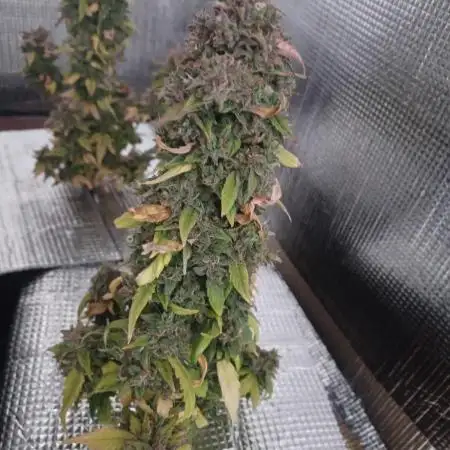 CBD 20:1 Auto x2