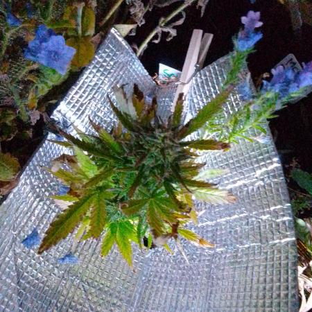 💚 Sour Jealousy Auto II & III