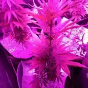 Royal Domina Feminized