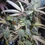 Sour Jealousy Auto