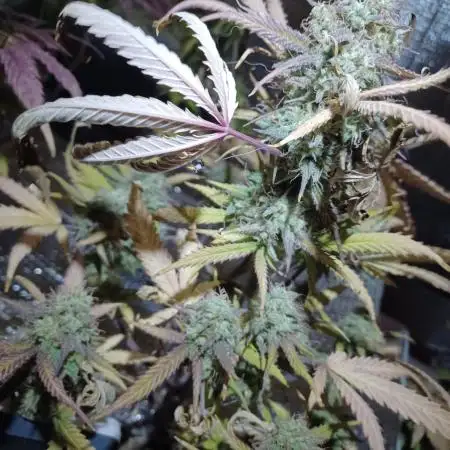 Sour Jealousy Auto