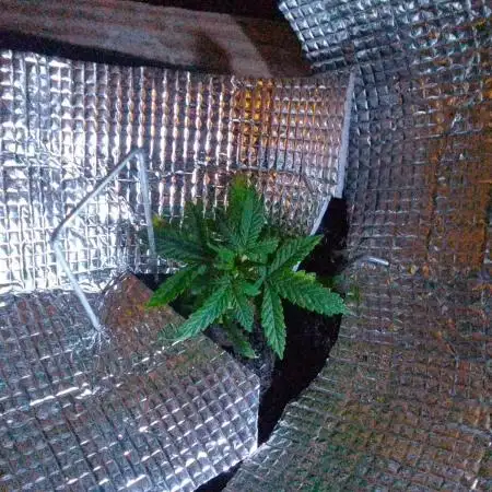 Green Gelato Auto