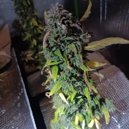 CBD 20:1 Auto x2