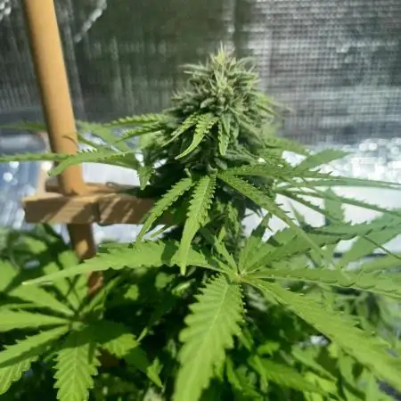 NL twins Outdoor