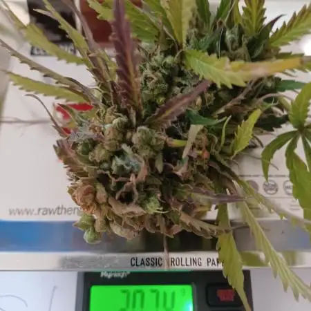 NL twins Outdoor