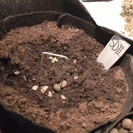 Sour Diesel Auto II