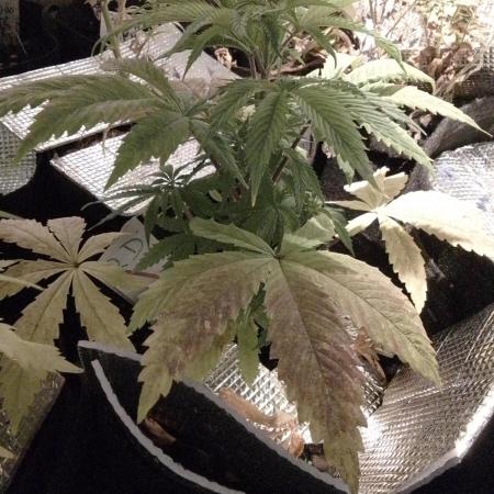 Royal Domina Feminized