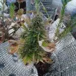 💚 Sour Jealousy Auto II & III