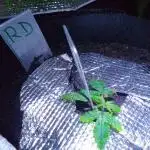 Royal Domina Feminized