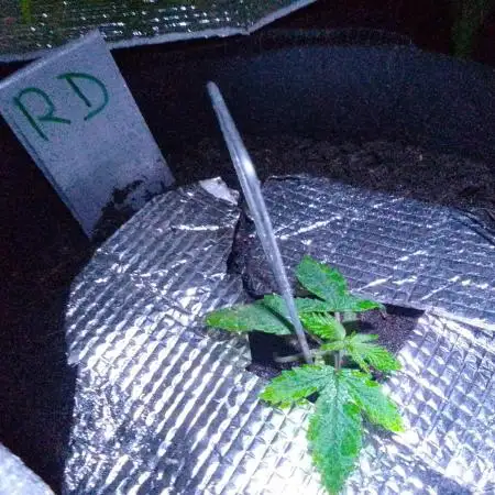 Royal Domina Feminized