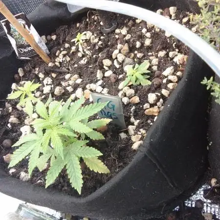 Green Gelato Auto