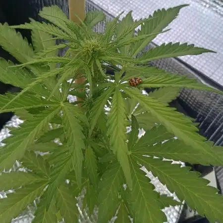 NL twins Outdoor
