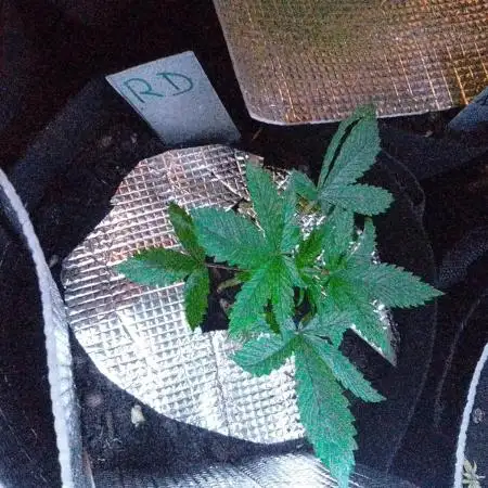 Royal Domina Feminized