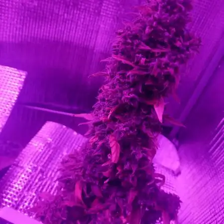 CBD 20:1 Auto x2