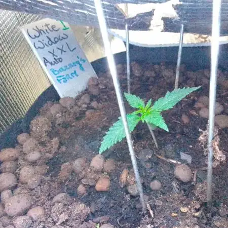 White Widow XXL Auto I