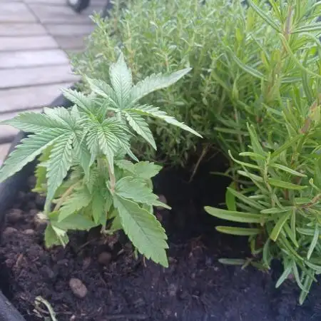 Gorilla Glue Auto