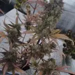 Sour Jealousy Auto