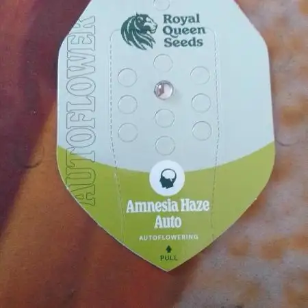 Amnesia Haze Auto