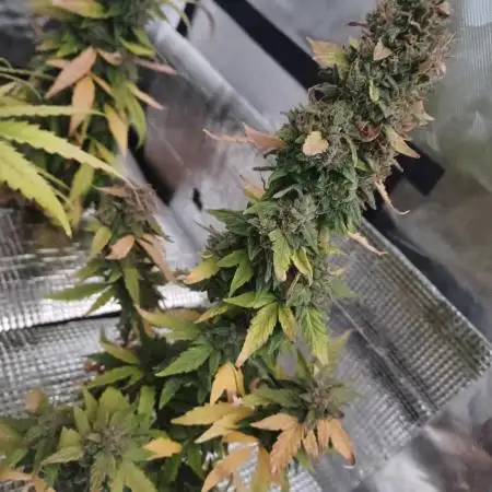 CBD 20:1 Auto