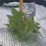 Poison Envy I outdoor