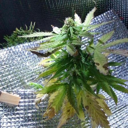 💚 Sour Jealousy Auto II & III