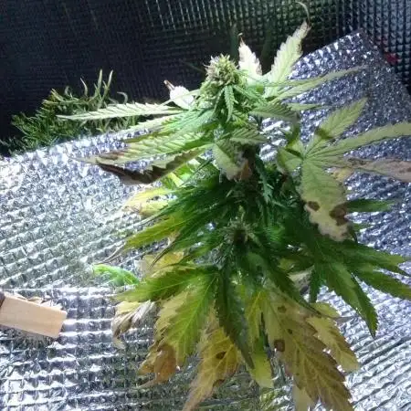 💚 Sour Jealousy Auto II & III
