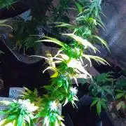 Royal Domina Feminized