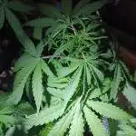 Sour Jealousy Auto