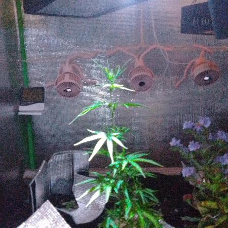 White Widow XXL Auto I cloning
