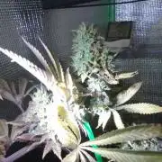 Royal Domina Feminized