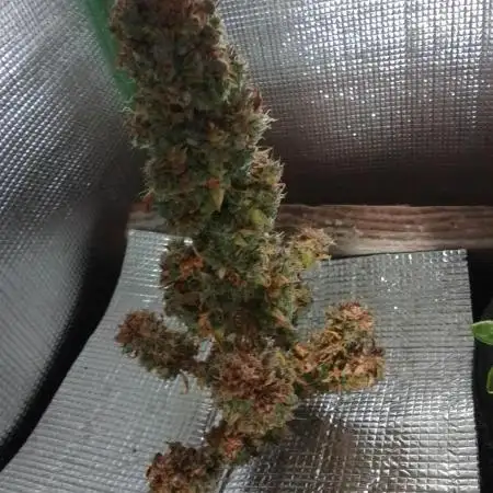 CBD 20:1 Auto I & II