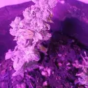 Mini Divine Rapier Auto