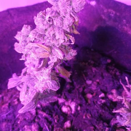 Mini Divine Rapier Auto