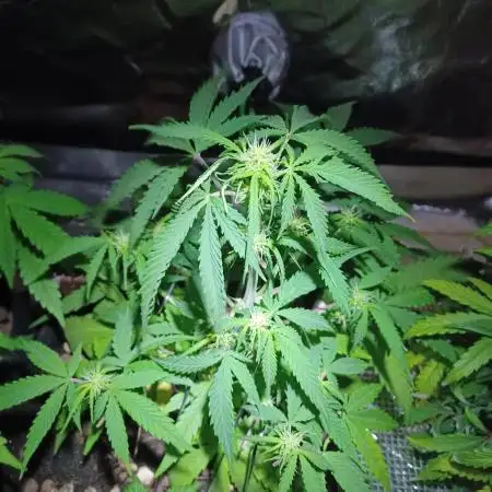 Sour Jealousy Auto
